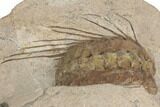 Spiny Selenopeltis Trilobite - Erfoud, Morocco #190986-3